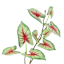 Caladium Bush, 14"