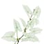 Caladium Bush, 14"