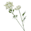 35IN QUEEN ANN LACE SPRAY