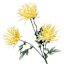 Yellow Aftrican Daisy Spray, 29"