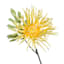 Yellow African Daisy Pick, 11"