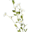 White Morning Glory Spray, 34"