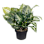 UV-Protected Caladium in Plastic Pot, 16"