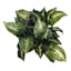 UV-Protected Caladium in Plastic Pot, 16"