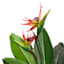 Bird of Paradise in Plastic Pot, 29"