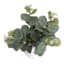 10IN EUCALYPTUS IN WHITE CERAMIC POT
