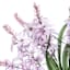 Purple Hyacinth Bush, 20"