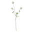 White Scabiosa Spray, 29.5"
