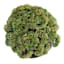 Sedum in Ceramic Pot, 5"