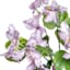Purple Bauhinia Bush, 21"