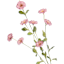 Pink Morning Glory Spray, 34"
