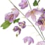 Willow Crossley Purple Columbine Pick, 12"