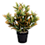 UV-Protected Croton in Plastic Pot, 16"