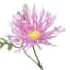Purple African Daisy Pick, 11"