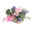 Star Flower & Lavender Arrangement in Pink Ceramic Pot, 7"