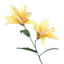 Yellow Casablanca Spray, 23"