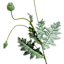 Poppy Pod Spray, 35"