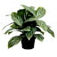 UV-Protected Aglaonema in Plastic Pot, 16"