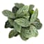UV-Protected Aglaonema in Plastic Pot, 16"