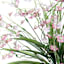 Pink Lily of the Valley Bush, 19"