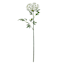 Queen Ann's Lace Stem, 31"