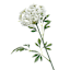 Queen Ann's Lace Stem, 31"