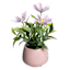 Cosmos in Pink Ceramic Pot, 8"