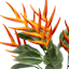 Orange Helicopia Bush, 24"