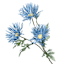 Blue African Daisy Spray, 29"