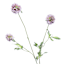 Purple Scabiosa Spray, 29.5"
