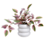 Silver Inch Plant in Ceramic Pot, 10"