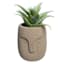 Aloe in Cement Pot, 5.5"