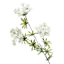 White Queen Anne's Lace Spray, 31"
