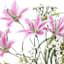 Pink Tiger Lily & Queen Ann Lace Bush, 18"