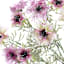 Purple Cornflower Bush, 19"