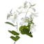 White Bauhunia Spray, 29"