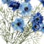 Blue Cornflower Bush, 19"