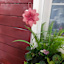 Pink Flower Yard Stake, 22"