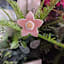 Honeybloom Flower Plant Yard Pick, 12"