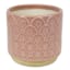 Honeybloom Indoor Aster Pink Flower Planter, 4"
