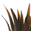 Copper Metal Aloe Plant Outdoor Garden Statue, 19"