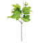 Willow Crossley Flowering Pick, 12"