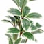 Pittosporum Stem, 24"