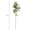 Pittosporum Stem, 24"