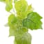 Tomentosum Geranium Stem, 23"