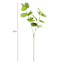 Tomentosum Geranium Stem, 23"
