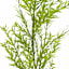 Dill Stem, 27"