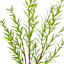 Dill Pick, 10"