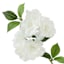 Orange Blossom Stem, 39"
