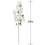 Orange Blossom Stem, 39"